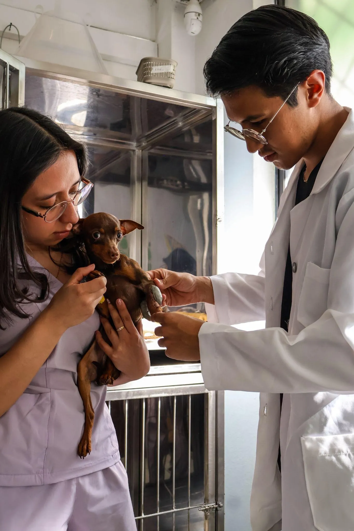 Veterinario revisando a un pinscher en hospitalización