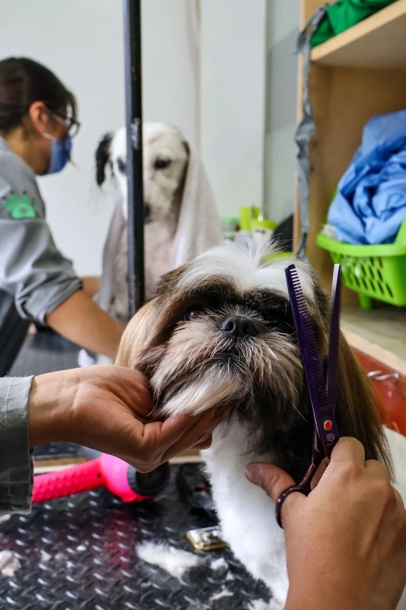 Corte de pelo a un shih tzu en el área de grooming